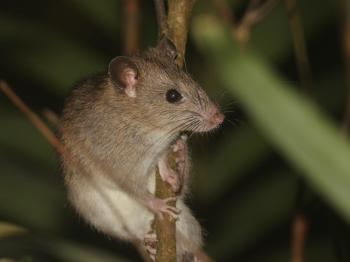 Indochinese Forest Rat