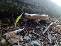 Russula nitida