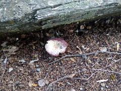 Russula nitida