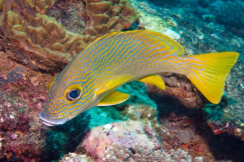 Many-Lined Sweetlips