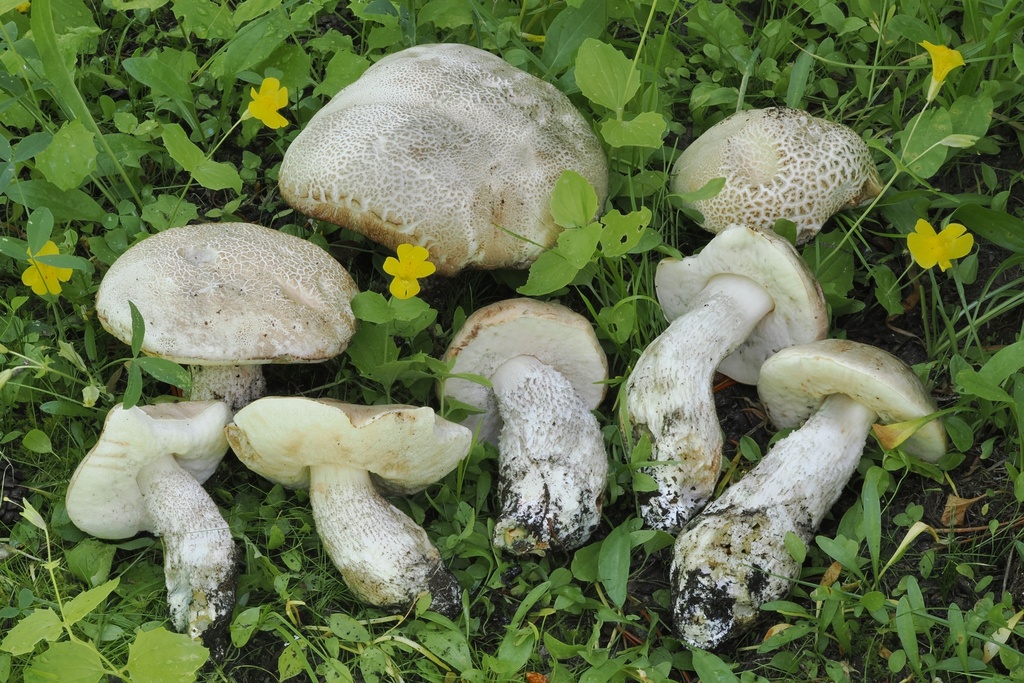 Leccinum californicum