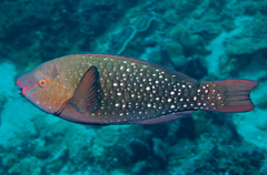 Singapore Parrotfish photo 2