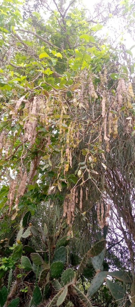 Albizia balabaka