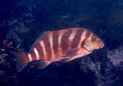 Chirodactylus spectabilis