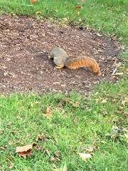 Sciurus niger