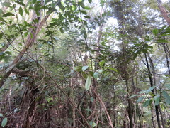 Hedycarya arborea