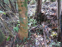 Erythrina ×sykesii