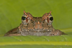 Pristimantis appendiculatus