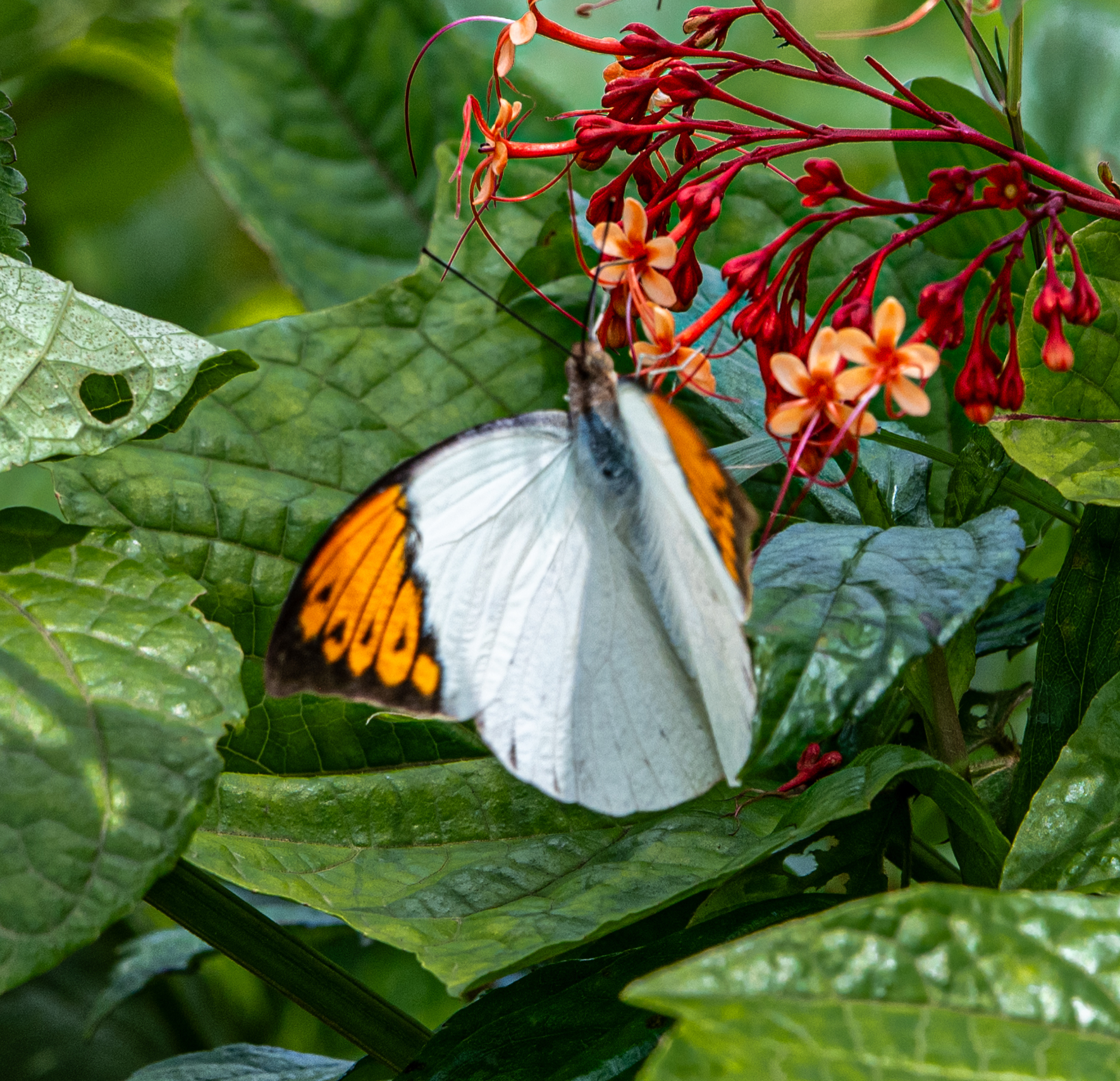 Great Orange-Tip