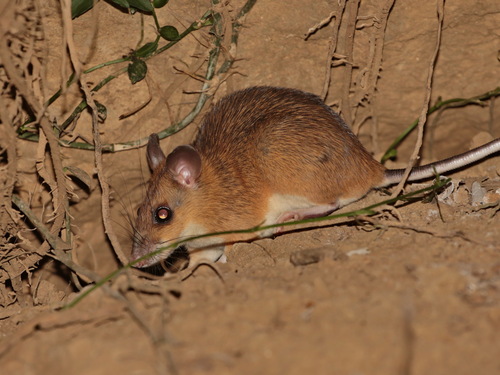 Indomalayan Maxomys