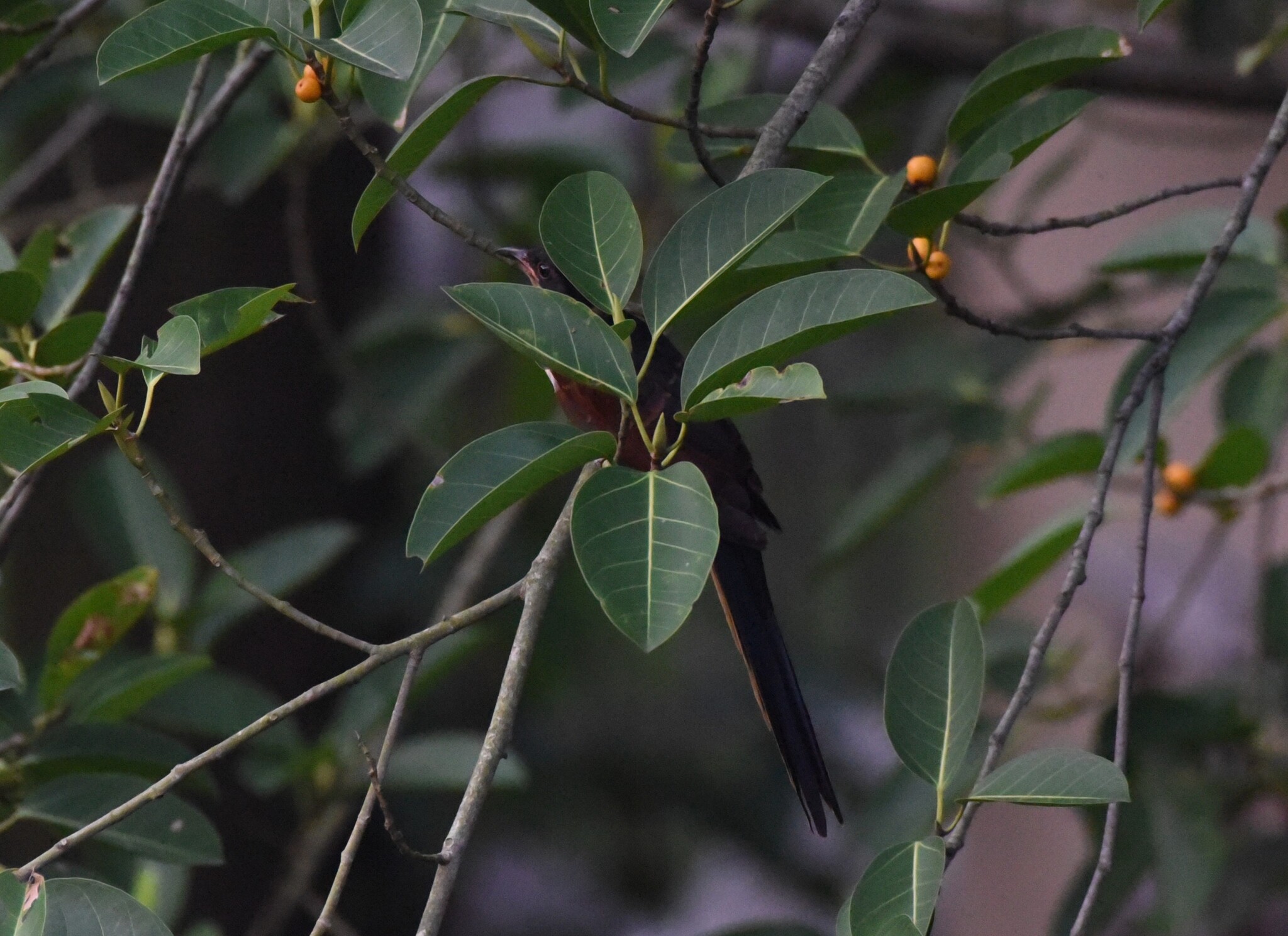 Chestnut-winged Cuckoo