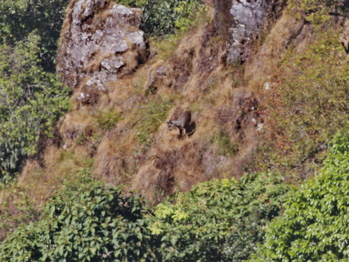 Gorals