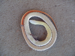 Lygophis anomalus
