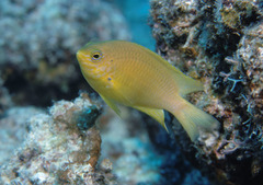 Pomacentrus amboinensis