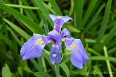 Iris giganticaerulea, photograph (c) GobyHunter, some rights reserved (CC BY)