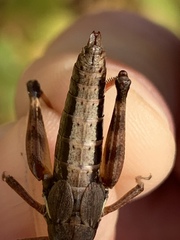 Melanoplus mancus