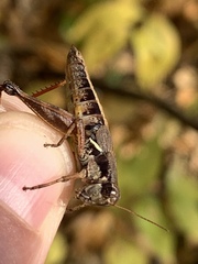 Melanoplus mancus