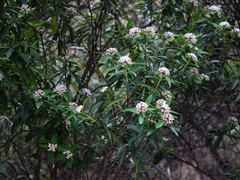 Pimelea longifolia