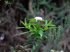 Pimelea longifolia