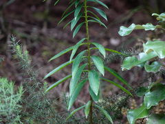 Pimelea longifolia