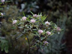 Pimelea longifolia