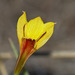 Zephyranthes tubispatha - Photo (c) vsvogelaar,  זכויות יוצרים חלקיות (CC BY-NC), הועלה על ידי vsvogelaar