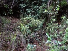 Pimelea longifolia