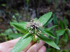 Pimelea longifolia