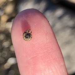 Helicopsyche borealis