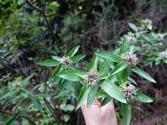 Pimelea longifolia