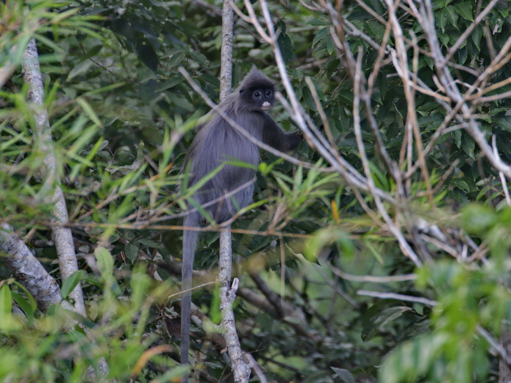 Indochinese Gray Langur