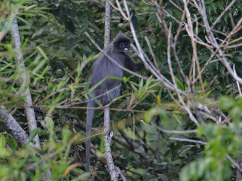 Indochinese Gray Langur