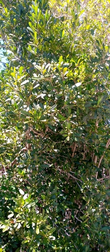 Vepris elliotii
