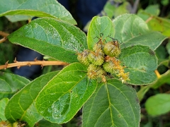 Croton adspersus