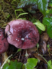 Russula murrillii