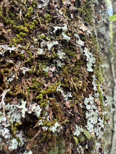 Macromitrium prorepens observed 2025-07-27
