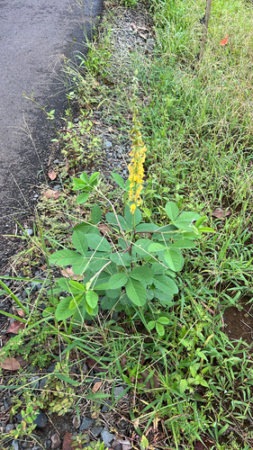 Crotalaria pallida observed 2025-07-29