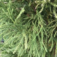 Cryptomeria