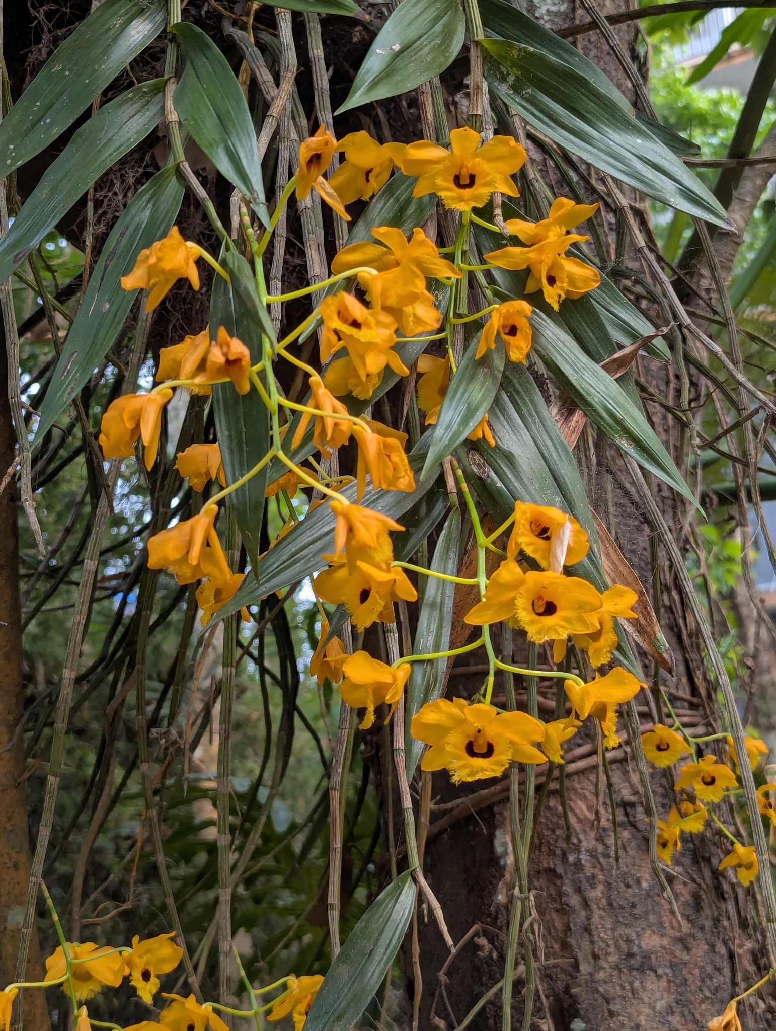 Imagem de dendrobium