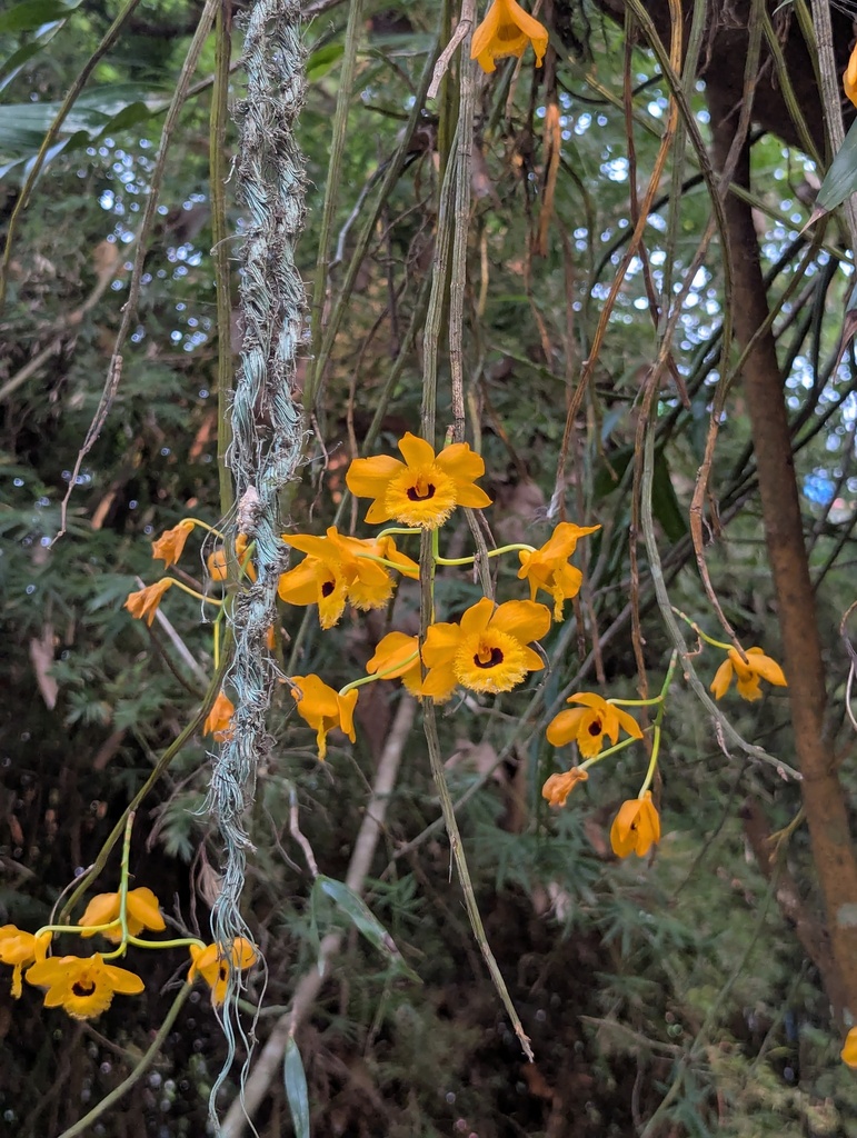 Dendrobium fimbriatum Hook. 2