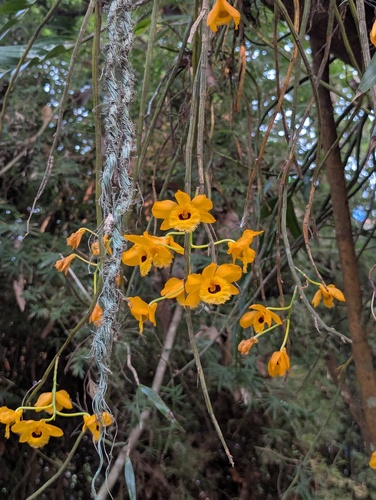 Fringed-lipped Dendrobium (Dendrobium fimbriatum)