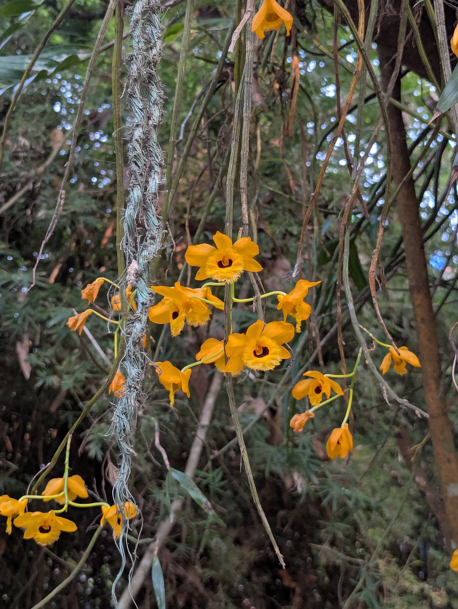 Imagem de dendrobium
