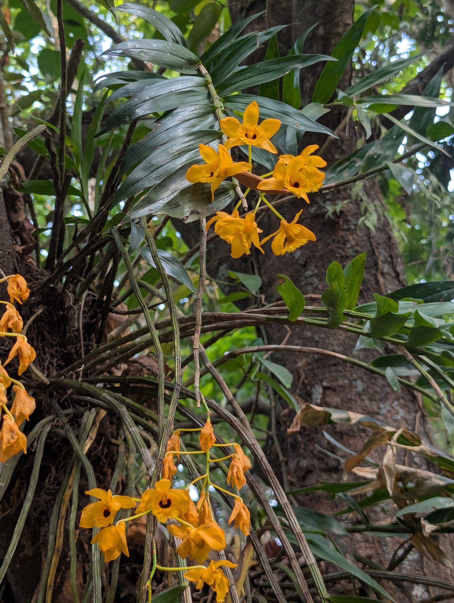 Imagem de dendrobium