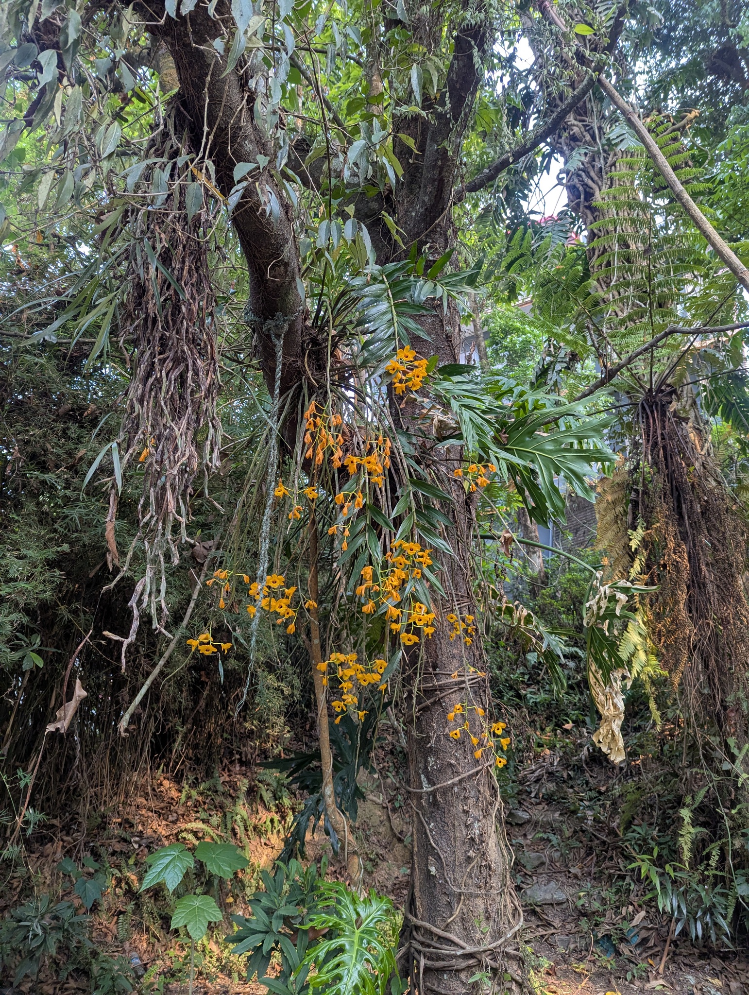 Imagem de dendrobium