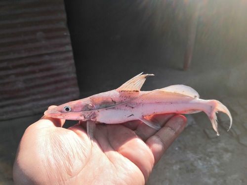 Giant river catfish (Sperata seenghala) — Bagridae — 5