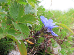 Gentiana nipponica, photograph (c) Timur Kalininsky, some rights reserved (CC BY)