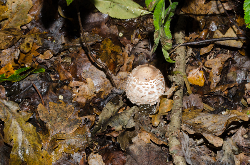 Chlorophyllum olivieri image