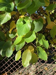 Actinidia