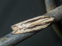 Ardozyga chionoprora