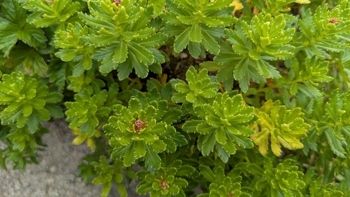 Rhodiola ishidae iNat (2)
